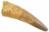 Fossil Spinosaurus Tooth - Real Dinosaur Tooth #343614-1